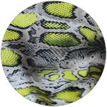 Snake Skin 4