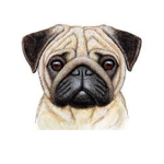 Izzys Pug club!!!!