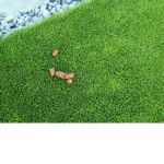 Husky poop