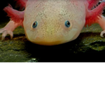 The Axolotl gang1234