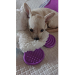 Some of the Cutest pups ever!