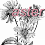 Aster