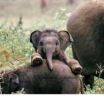 Elephants Army
