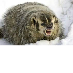 Badger's Battalion