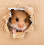Hamsters in a box