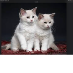 Nice cats and catch teenie pings