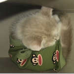 YUO :3