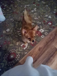 Dog fan CIub!