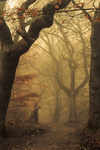 Autumn amber
