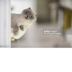 I love kitties and puppies