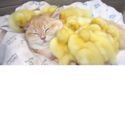 pls cat