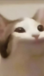Pop cat clań