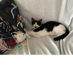 Cute cat group<3