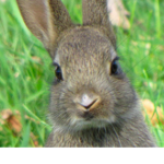 da bunny club