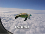 Tortle Air Force