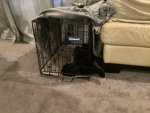 -Bella’s puppies-
