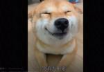-Doggo’s-