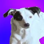 Lucy The Dog's Fan Group