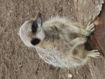 If you like meerkats squad