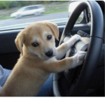 Supportdogs