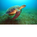 Turtles for life_Save the turtles