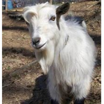 the_goat_gang