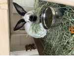 Bunni’s Angels :)