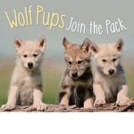 Wolf Pup Group!