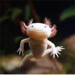 Pinky the axolotl group