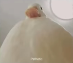 DUCK..