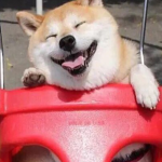 Shibes Forever