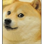 The doge nation2.0