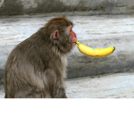 RESPECT OF MONKEYS BREEDS
