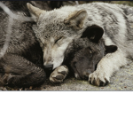 Vintage Wolfz