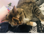 KITTES ARE AMAZING