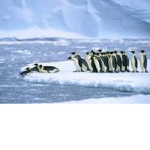 pingiwnki skryptobujczyni