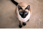 CatGamers Fun Fan Group