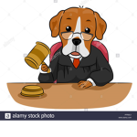Sir corgi's Judge court