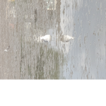 태쥔