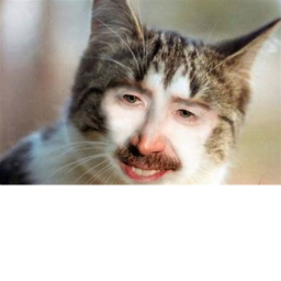 Human cats!