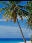 Paradise Isle Studios