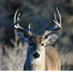 Lame deer studios