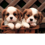 dogdog!