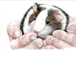 The best guinea pigs in the world