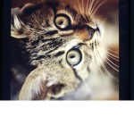 Kitty Cats Meaw Meaw Group