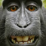 Monkey Jungle.
