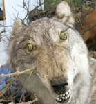 What the wolf doing?