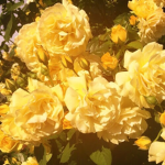 Girl Flowers