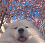 floofiez