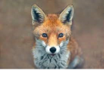 Fox Everyday